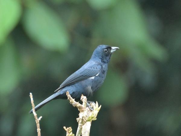 <h3><a href="/trips/salesopolis-2014/biota/animalia/chordata/aves/040 passeriformes/127 thraupidae/tachyphonus coronatus/tachyphonus coronatus-nl.html">Tachyphonus&nbsp;coronatus</a> / Ruby‑crowned&nbsp;tanager / Kroontangare</h3>NIKON D7100 met AF-S DX VR Zoom-Nikkor 18-200mm f/3.5-5.6G IF-ED [II], 1/100 sec  bij F5.6, ISO 800, afstand 5.96&nbsp;m